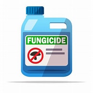 Fungo